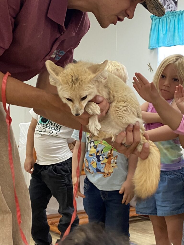 Young campers reaching out to pet a fennec fox during an animal visit at summer camp