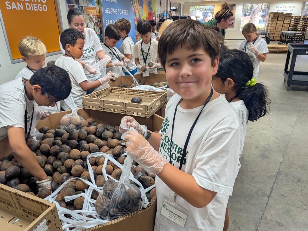 Country Montessori School students bag avocados while volunteering at Feeding San Diego